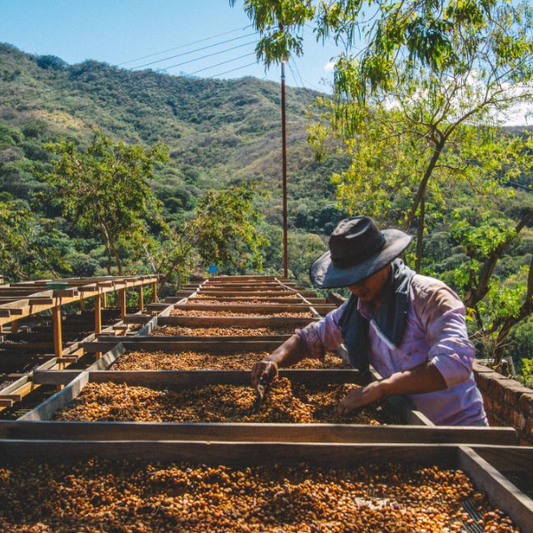 Why Ethical Coffee Sourcing Matters