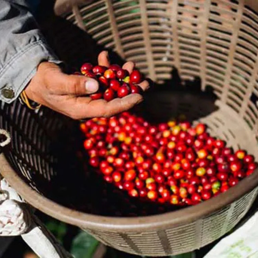How to Find Your Perfect Coffee Match